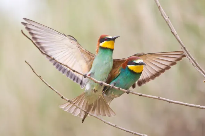 Framed Print : Two Bee-eaters -Merops apiaster- perched on a twig, Saxony-Anhalt, Germany Framed Print : Two Bee-eaters -Merops apiaster- perched on a twig, Saxony-Anhalt, Germany