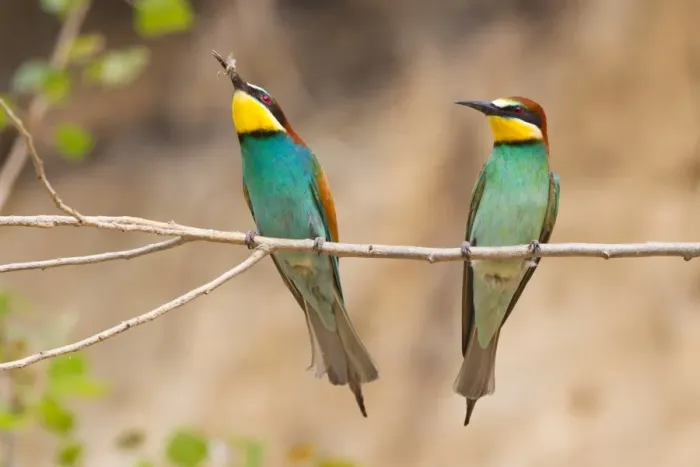 Framed Print : Two Bee-eaters -Merops apiaster- perched on a twig, Saxony-Anhalt, Germany Framed Print : Two Bee-eaters -Merops apiaster- perched on a twig, Saxony-Anhalt, Germany