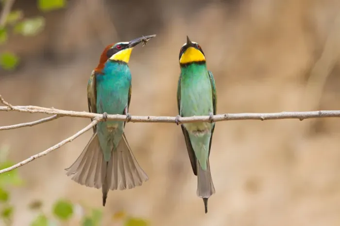Framed Print : Two Bee-eaters -Merops apiaster- perched on a twig, Saxony-Anhalt, Germany Framed Print : Two Bee-eaters -Merops apiaster- perched on a twig, Saxony-Anhalt, Germany