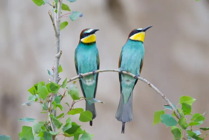 Framed Print : Two Bee-eaters -Merops apiaster- perched on a twig, Saxony-Anhalt, Germany