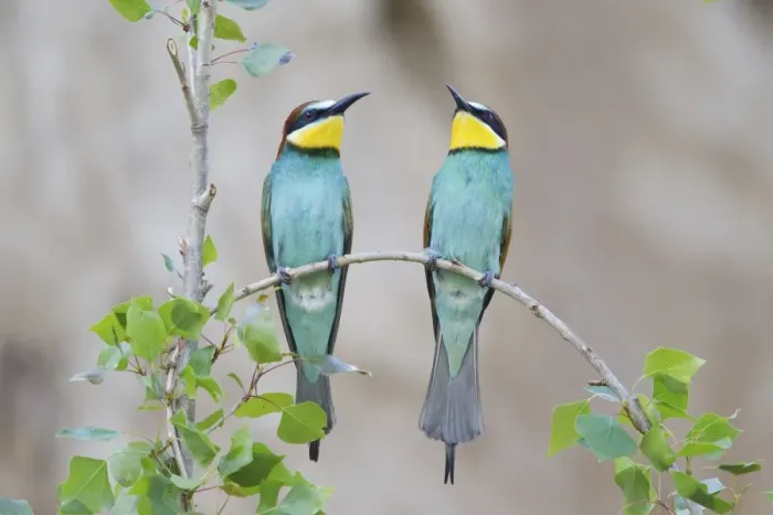 Framed Print : Two Bee-eaters -Merops apiaster- perched on a twig, Saxony-Anhalt, Germany Framed Print : Two Bee-eaters -Merops apiaster- perched on a twig, Saxony-Anhalt, Germany