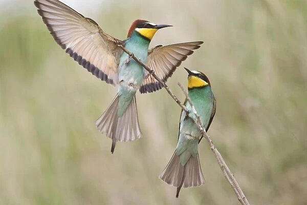Two Bee-eaters (Merops apiaster) preched on a twig, Saxony-Anhalt, Germany