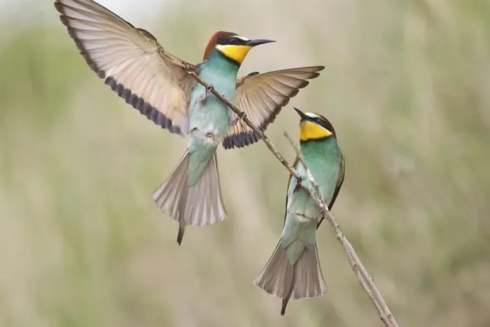 Framed Print : Two Bee-eaters (Merops apiaster) preched on a twig, Saxony-Anhalt, Germany Framed Print : Two Bee-eaters (Merops apiaster) preched on a twig, Saxony-Anhalt, Germany