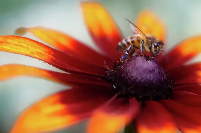 Framed Print : Bee on Gaillardia flower