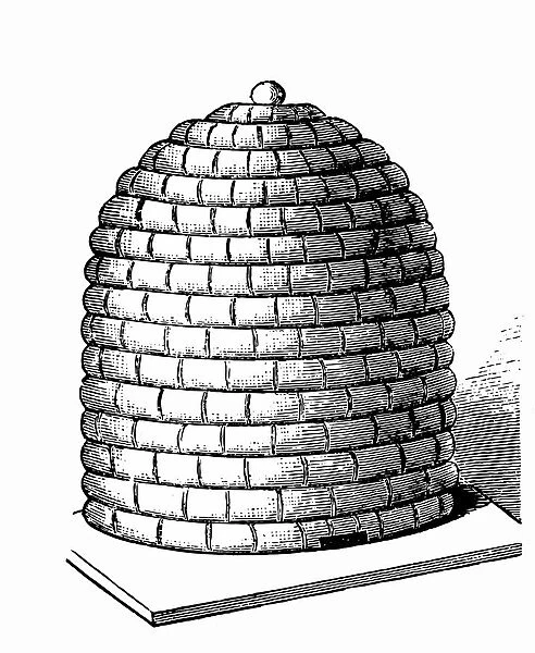 Bee hives. Engraving of a Bell-shaped bee hive