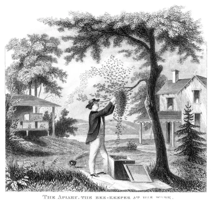 Framed Print : Bee keeper engraving 1873 Framed Print : Bee keeper engraving 1873