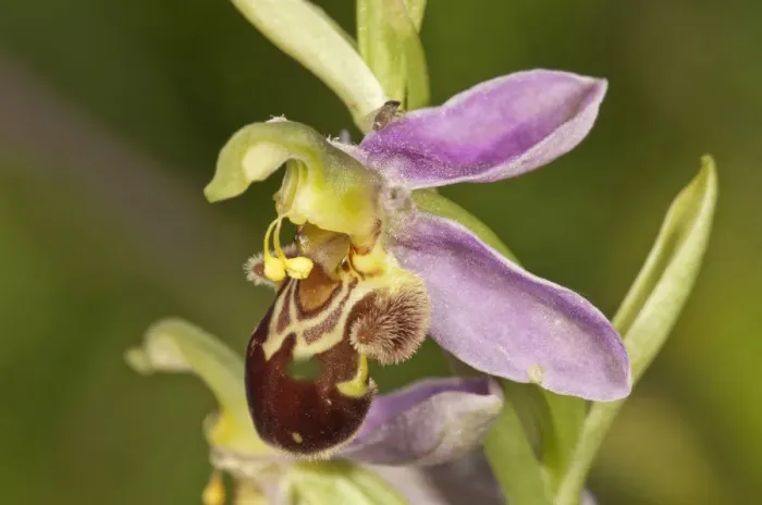 Framed Print : Bee Orchid -Ophrys apivera-, single flower, Neresheim, Baden-Wurttemberg, Germany