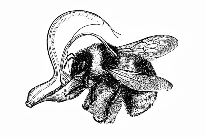 Framed Print : Bee pollinating Framed Print : Bee pollinating