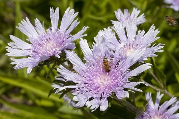 Bee on Stokes Aster -Stokesia laevis-
