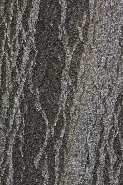 Beech bark -Fagus sylvatica-, Germany