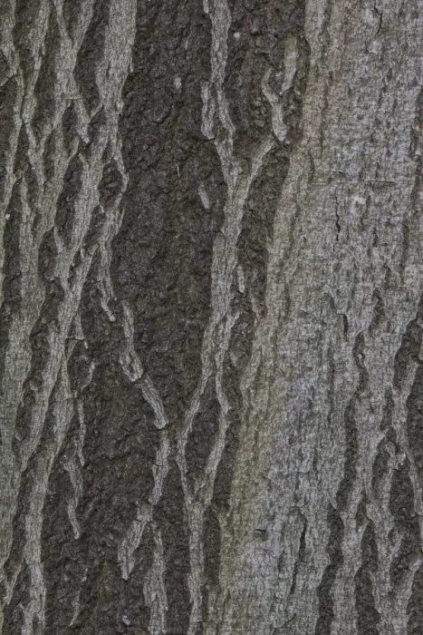 Framed Print : Beech bark -Fagus sylvatica-, Germany Framed Print : Beech bark -Fagus sylvatica-, Germany
