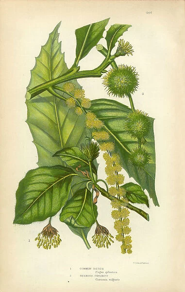 Beech, Chestnut, Spanish Chestnut, Victorian Botanical Illustration