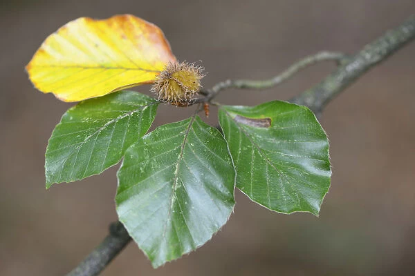 Beech -Fagus sylvatica-, foliage, Emsland, Lower Saxony, Germany