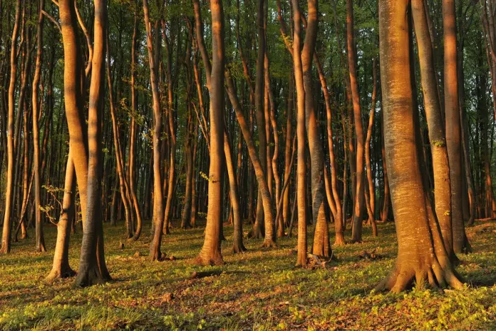 Framed Print : Beech -Fagus sylvatica- forest in the early morning light, UNESCO World Natural Heritage Site, Jasmund National Park, Rugen, Mecklenburg-Western Pomerania, Germany Framed Print : Beech -Fagus sylvatica- forest in the early morning light, UNESCO World Natural Heritage Site, Jasmund National Park, Rugen, Mecklenburg-Western Pomerania, Germany
