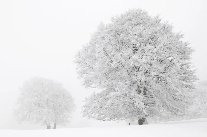 Framed Print : Beech -Fagus sylvatica- on a pasture in fog and snow, winter, Mt. Schauinsland, Black Forest, Baden-Wuerttemberg, Germany, Europe Framed Print : Beech -Fagus sylvatica- on a pasture in fog and snow, winter, Mt. Schauinsland, Black Forest, Baden-Wuerttemberg, Germany, Europe