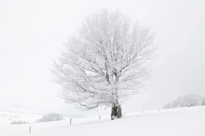Framed Print : Beech -Fagus sylvatica- on a pasture in fog and snow, winter, Mt. Schauinsland, Black Forest, Baden-Wuerttemberg, Germany, Europe