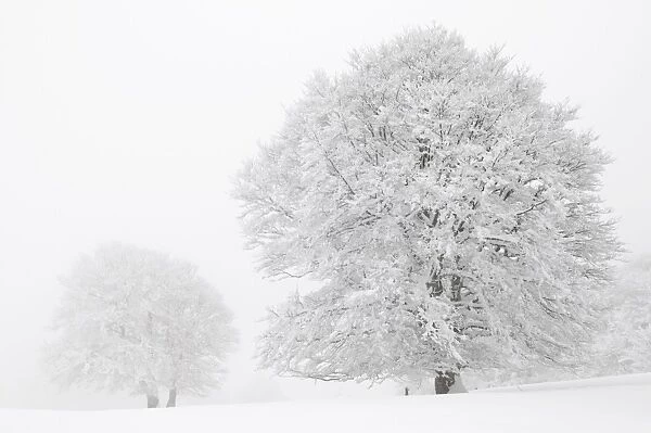 Beech -Fagus sylvatica- on a pasture in fog and snow, winter, Mt. Schauinsland, Black Forest, Baden-Wuerttemberg, Germany, Europe