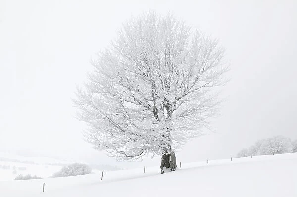 Beech -Fagus sylvatica- on a pasture in fog and snow, winter, Mt. Schauinsland, Black Forest, Baden-Wuerttemberg, Germany, Europe