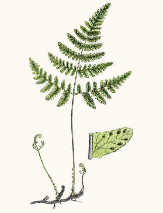 Framed Print : Beech fern Framed Print : Beech fern