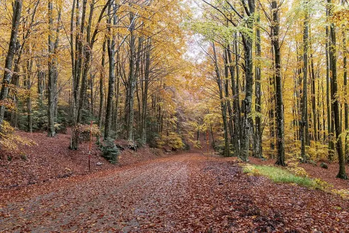 Framed Print : Beech, forest, autumn, italy Framed Print : Beech, forest, autumn, italy