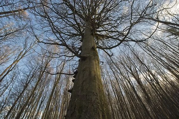 Beech forest, Common Beech trees (Fagus sylvatica), Jasmund National Park, Ruegen