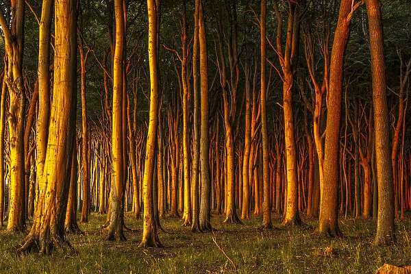 Beech forest in evening light, ghost forest, Nienhagen, Mecklenburg-Western Pomerania, Germany