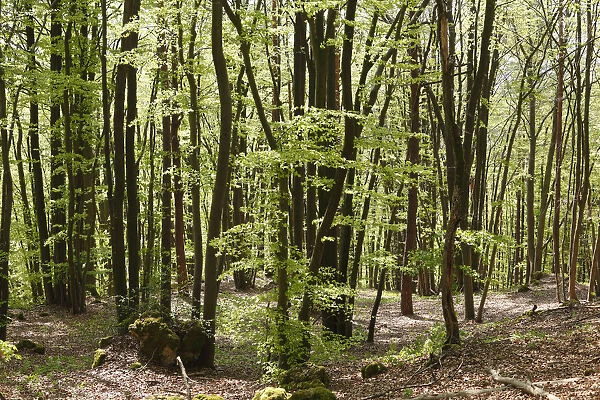 Beech forest in spring, Franconian Switzerland, Upper Franconia, Franconia, Bavaria, Germany, Europe