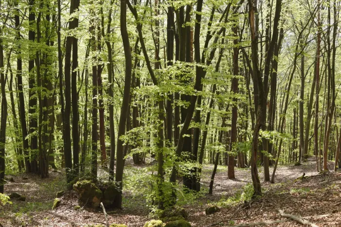 Framed Print : Beech forest in spring, Franconian Switzerland, Upper Franconia, Franconia, Bavaria, Germany, Europe Framed Print : Beech forest in spring, Franconian Switzerland, Upper Franconia, Franconia, Bavaria, Germany, Europe