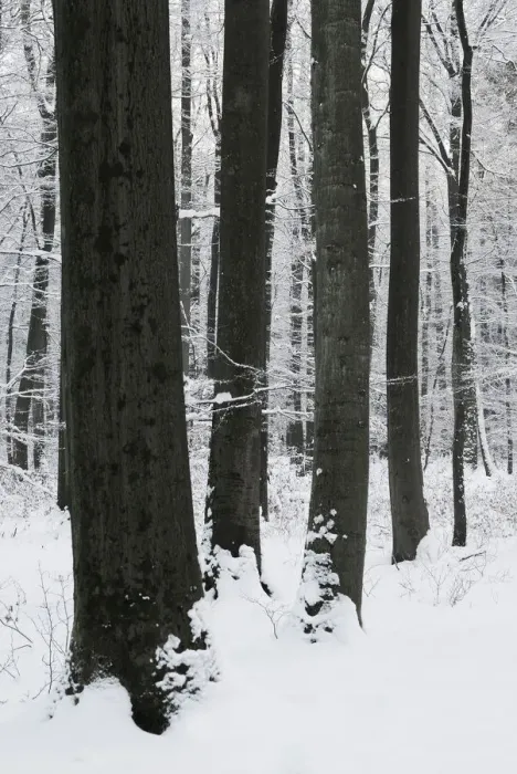 Framed Print : Beech forest in winter, Lower Saxony, Germany, Europe Framed Print : Beech forest in winter, Lower Saxony, Germany, Europe