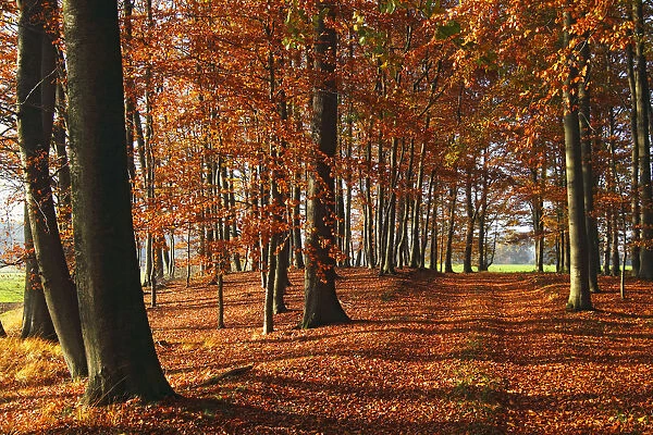 Beech grove with autumn-coloured leaves, European Beech -Fagus sylvatica-