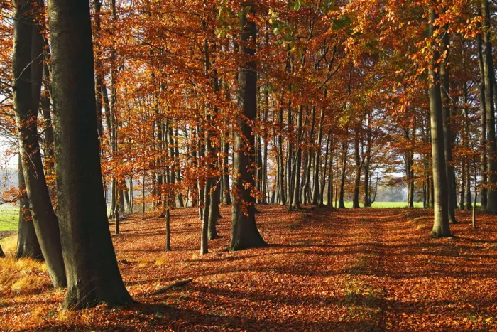 Framed Print : Beech grove with autumn-coloured leaves, European Beech -Fagus sylvatica- Framed Print : Beech grove with autumn-coloured leaves, European Beech -Fagus sylvatica-