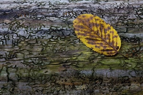 Beech leaf -Fagus sylvatica- on dead wood, Germany