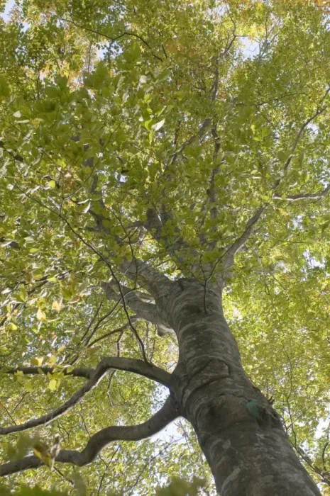 Framed Print : Beech tree
