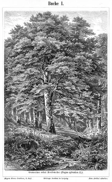 Beech tree engraving 1895