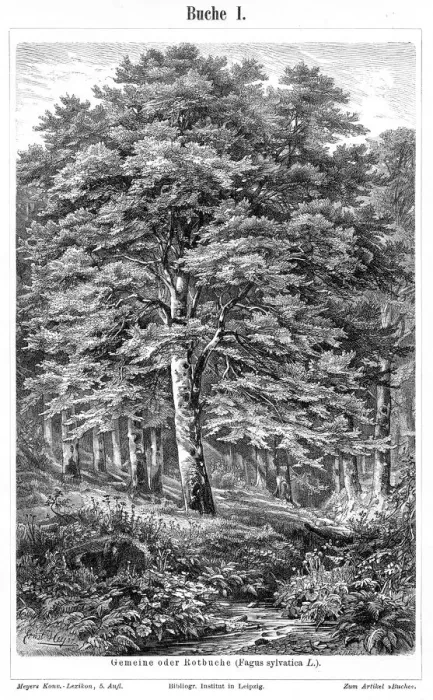 Framed Print : Beech tree engraving 1895 Framed Print : Beech tree engraving 1895