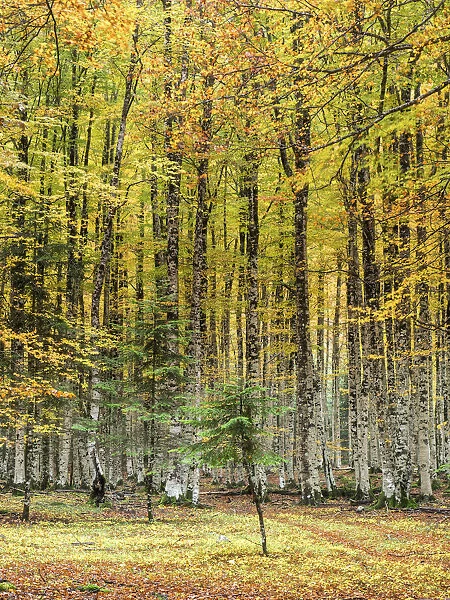 Beech Tree Forest in Autumn, with his leaves of colors