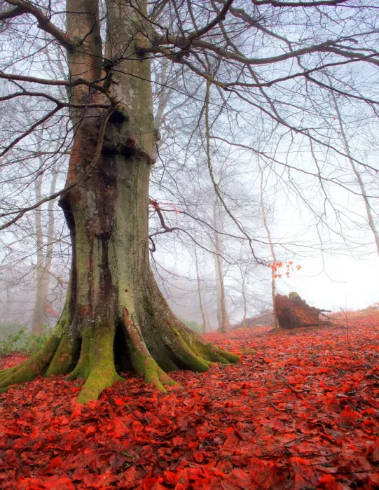 Framed Print : Beech tree in mist with red flower forest Framed Print : Beech tree in mist with red flower forest