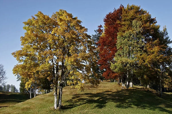 Beech trees (Fagus) in autumn, Tschengla, Vorarlberg, Austria, Europe