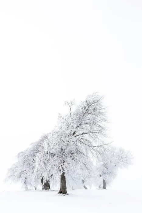 Framed Print : Beech trees -Fagus sylvatica-, wind shaped beech trees at Mt Schauinsland in winter, Schauinsland, Baden-Wurttemberg, Germany Framed Print : Beech trees -Fagus sylvatica-, wind shaped beech trees at Mt Schauinsland in winter, Schauinsland, Baden-Wurttemberg, Germany