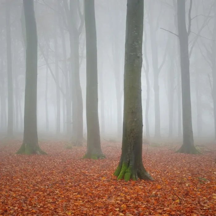 Framed Print : Beech Woodland in the Autumn Mist Framed Print : Beech Woodland in the Autumn Mist