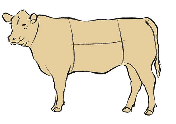 beef, beige, butchery, colour, cow, cut, cutting, illustration, making, meat