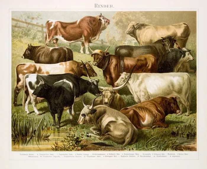 Framed Print : Beef cattle Chromolithograph 1896 Framed Print : Beef cattle Chromolithograph 1896
