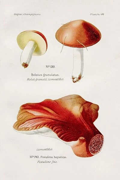 Beefsteak mushroom 1891