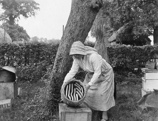 Beekeeper. circa 1910: A beekeeper showing part of her hive