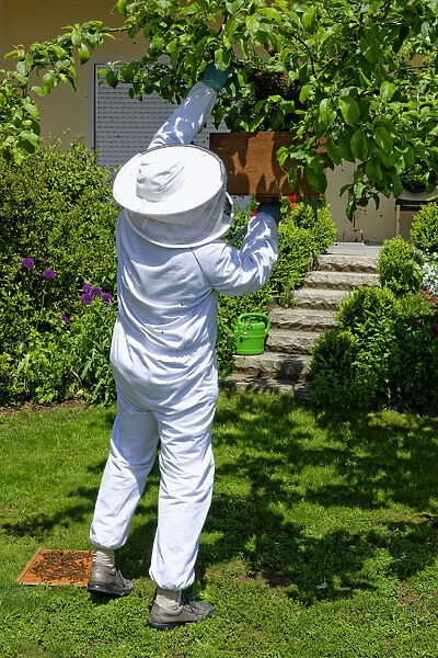 Beekeeper collecting a new colony of Honey Bees -Apis mellifera- from the trunk of an apple tree