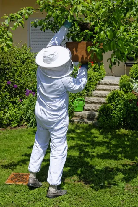 Framed Print : Beekeeper collecting a new colony of Honey Bees -Apis mellifera- from the trunk of an apple tree Framed Print : Beekeeper collecting a new colony of Honey Bees -Apis mellifera- from the trunk of an apple tree