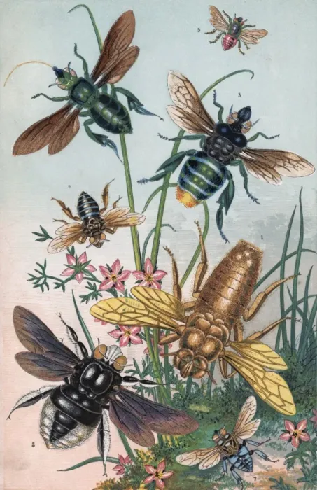 Framed Print : Bees And Their Counterfeits Framed Print : Bees And Their Counterfeits
