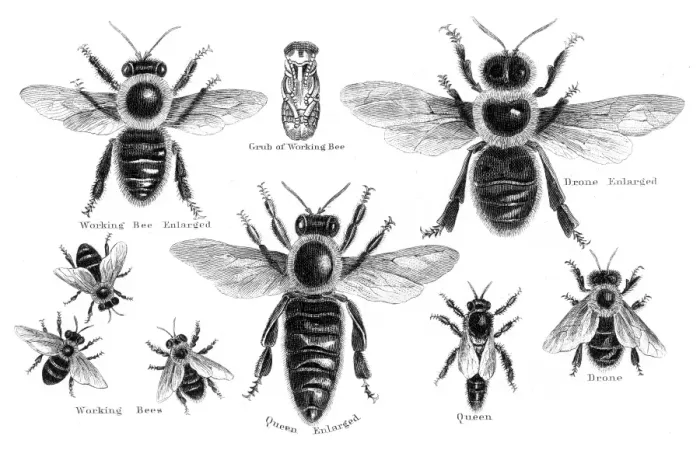 Framed Print : Bees engraving 1873 Framed Print : Bees engraving 1873