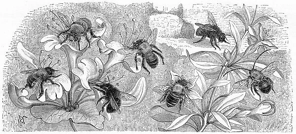 Bees engraving 1884