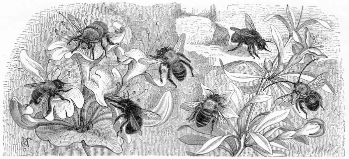 Framed Print : Bees engraving 1884 Framed Print : Bees engraving 1884
